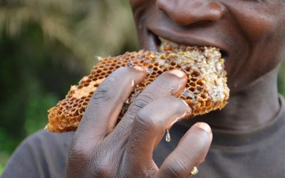 Liberian Beekeeping: Myth versus Science